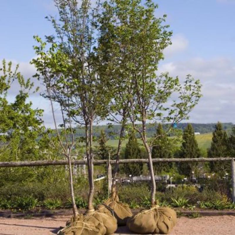 {SERVICE_NAME} project in Frisco