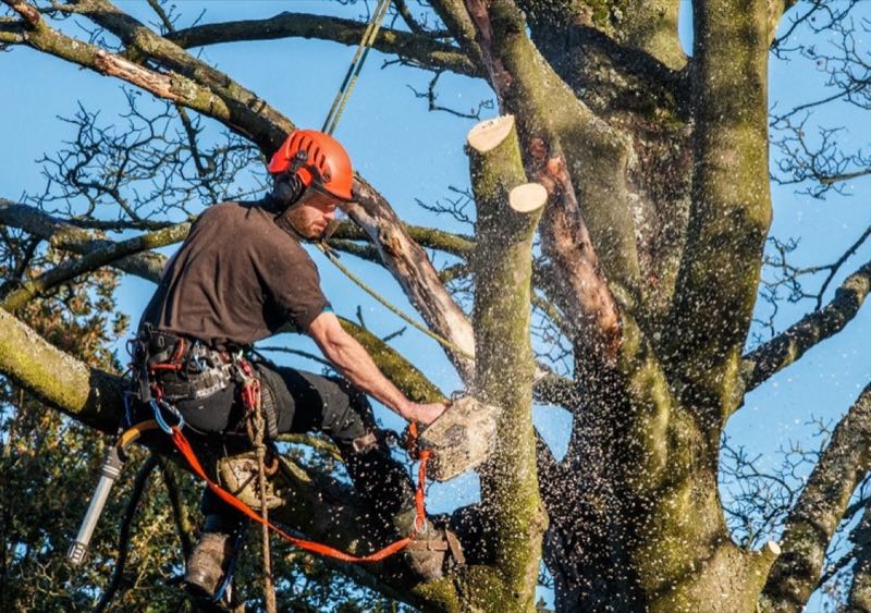 Tree Trimming in Frisco