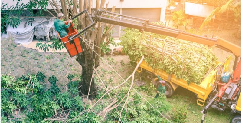 Tree Removal in Frisco