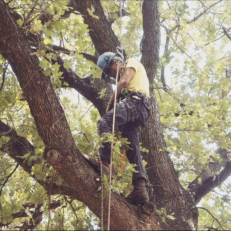 Canopy Trimming in Frisco