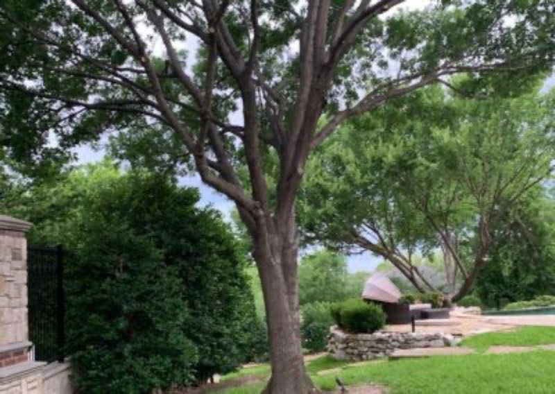 {SERVICE_NAME} project in Frisco